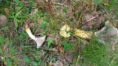 Gomphidius glutinosus