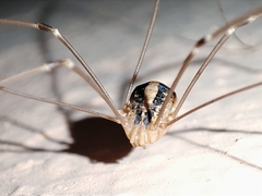 Cosmobunus granarius