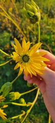 Silphium terebinthinaceum