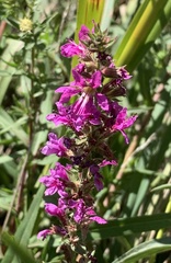Lythrum salicaria