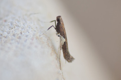Caloptilia stigmatella