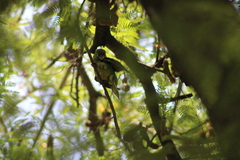 Eupsittula nana