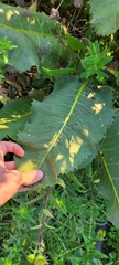 Silphium terebinthinaceum
