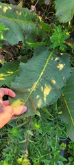 Silphium terebinthinaceum