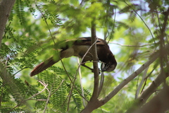 Psilorhinus morio