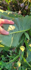 Silphium terebinthinaceum