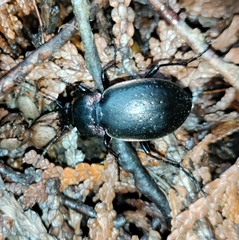 Carabus nemoralis