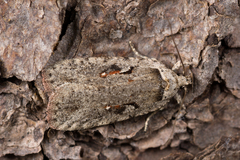 Agonopterix ocellana