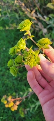 Silphium terebinthinaceum