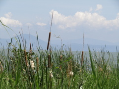 Typha domingensis