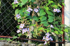 Thunbergia
