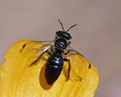 Calliopsis subalpina