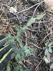 Monardella odoratissima