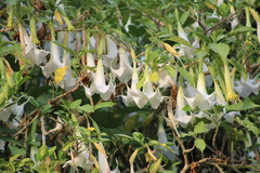 Brugmansia