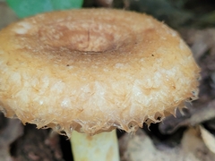 Lactarius torminosus