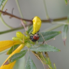 Chrysomya megacephala