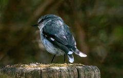 Eopsaltria georgiana