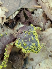 Candelariella efflorescens