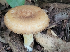 Lactarius torminosus