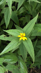 Helianthus divaricatus