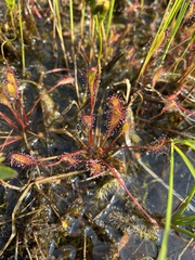 Drosera anglica