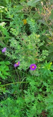 Symphyotrichum novae-angliae