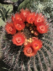 Ferocactus wislizeni