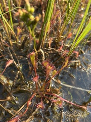 Drosera anglica