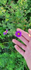Symphyotrichum novae-angliae