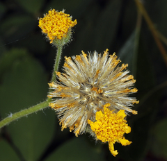 Arnica parryi