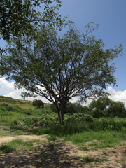 Ficus cotinifolia