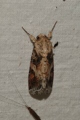 Spodoptera latifascia