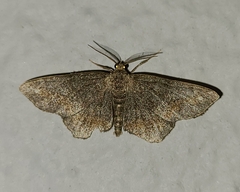 Hypagyrtis