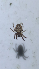 Larinioides cornutus