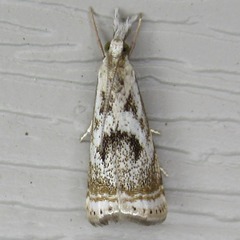 Microcrambus elegans