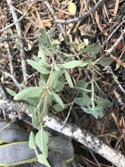 Monardella odoratissima