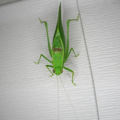 Microcentrum retinerve