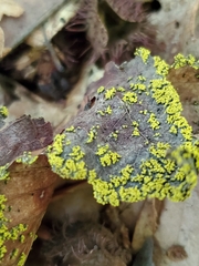 Candelariella efflorescens