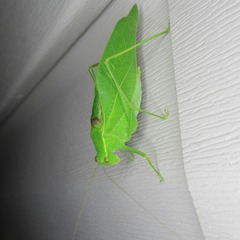 Microcentrum retinerve