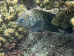 Stegastes acapulcoensis