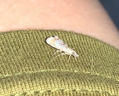 Microcrambus elegans