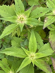 Euphorbia schiedeana