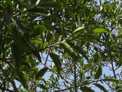 Ficus cotinifolia