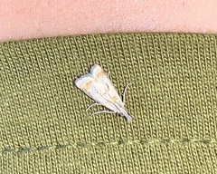 Microcrambus elegans