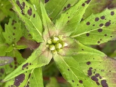 Euphorbia schiedeana
