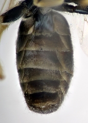 Halictus gemmeus