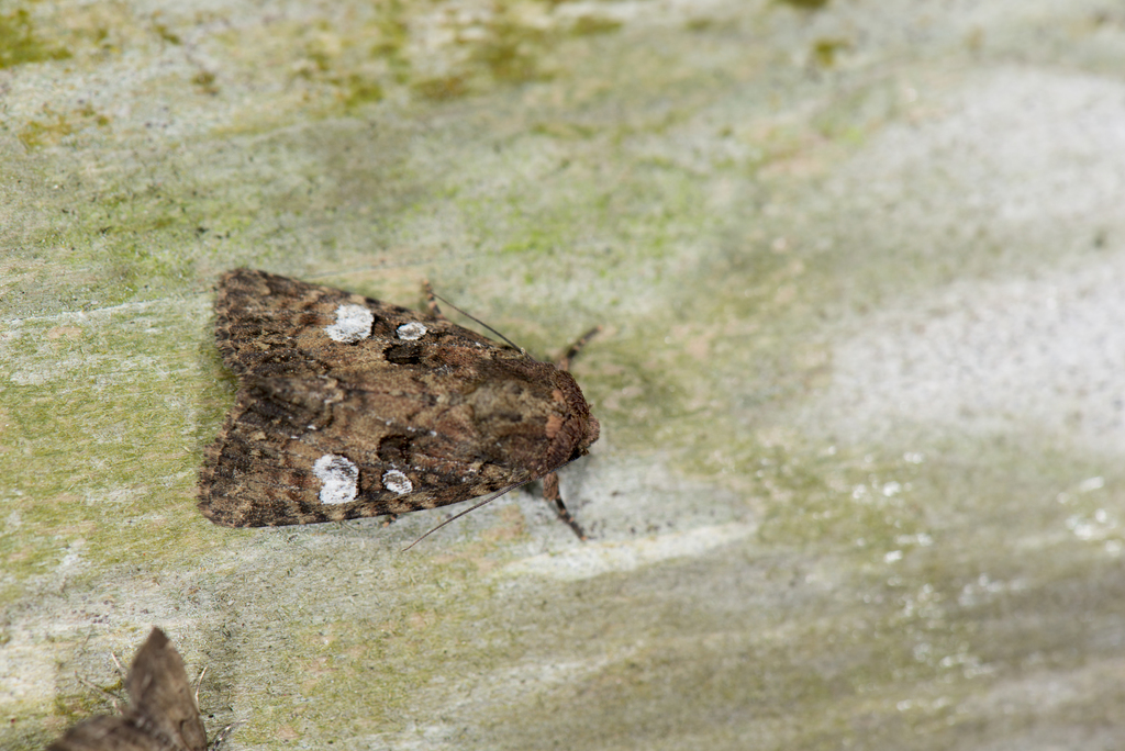 Feliniopsis indistans