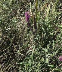 Lythrum salicaria