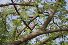Patagioenas flavirostris