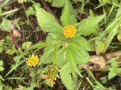 Bidens pilosa pilosa